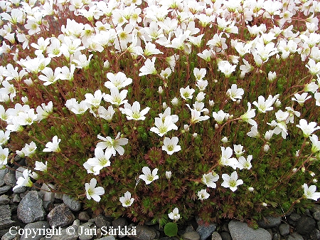 Saxifraga Arendsii-Ryhm 'Findling'